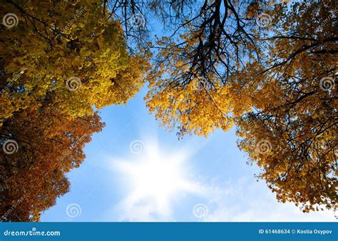 Autumn Tops Of Trees On Background Blue Sky And Shining Sun Stock Photo