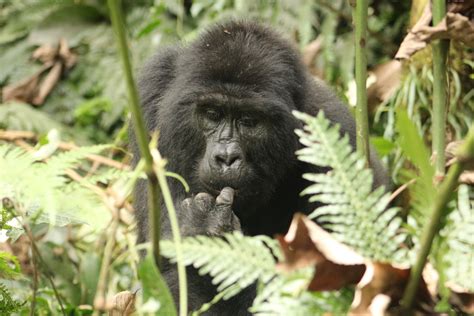 Uganda Gorilla Trekking Best Time To Go Gorilla Tracking Tour