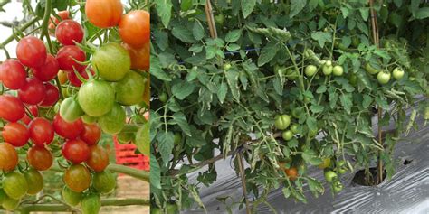 Type Dan Jenis Jenis Tanaman Tomat Berita Pertanian Mitalom