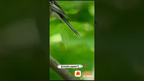 Birds Mating Sex Breeding Egg Laying Youtube