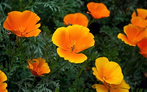 California Poppy Flower Hd Wallpaper Peakpx