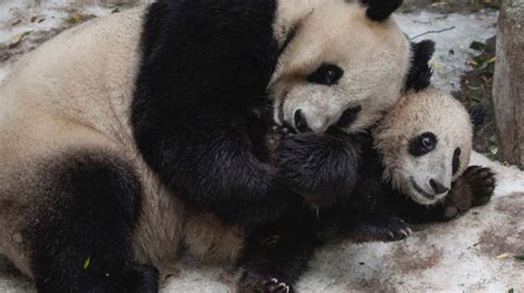 Newborn Baby Panda Size Newborn Baby