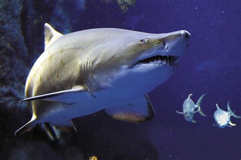 Sand Tiger Shark Eating Fish
