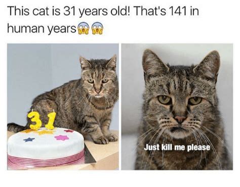 Though the common perspective on cat years and human years is trying to figure out how old our cats are in human years, that conversion. Search kill me please Memes on me.me