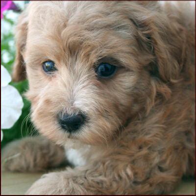 We did not find results for: Maltipoo Puppies 4 Sale| Apricot Puppy| Dog Breeders | Iowa