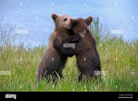 Two Playful European Brown Bear Ursus Arctos Cubs Playfighting On