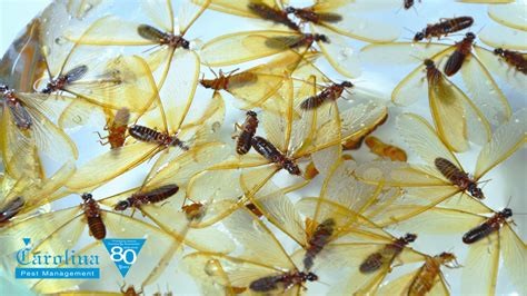 Carolina Pest How To Tell Winged Termites From Flying Ants Carolina