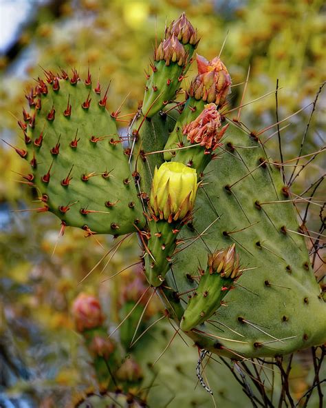 Prickly Pear Cactus V1729 Photograph By Mark Myhaver Fine Art America
