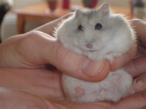 How To Keep A Winter White Dwarf Hamster Info And Care Guide