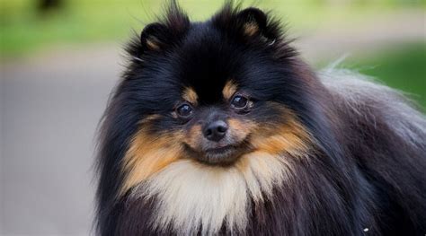 Black Brown Tan White Pomeranian In 2021 Black Pomeranian Pomeranian