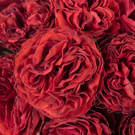 Garden Rose Red Velvet Wholesale Rose Fiftyflowers