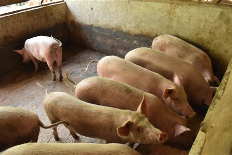 List Of Common Pig Breeds Reared In Kenya Farmkenya Initiative