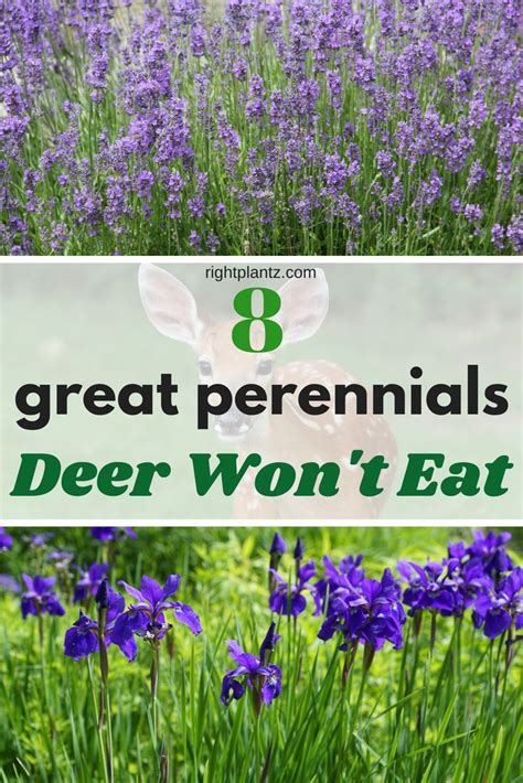 8 Great Perennials Deer Do Not Eat I Deer Repellant