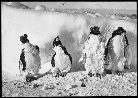 Moulting Adélie Penguins Affected By Blizzard Cape Denison 1912