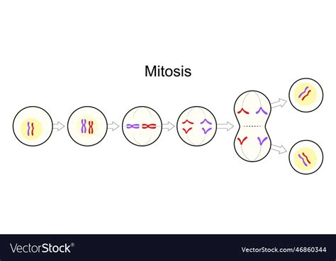 Mitosis Cell Division Asexual Reproduction Vector Image