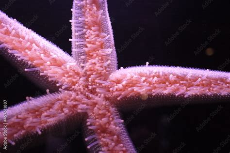 Pisaster Brevispinus Commonly Called The Pink Sea Star Giant Pink Sea