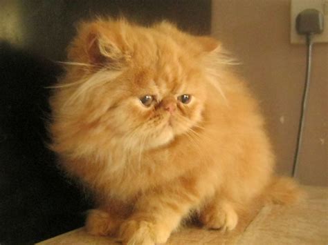 Pedigree Red Persian Kitten Swansea Swansea Pets4homes