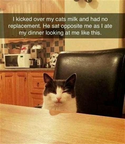 Cat Is Not Happy With Hooman Meme By Memeism Memedroid