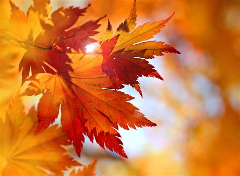 Autumn Color Leaves Behind The Old Wall Hoodoo Wallpaper