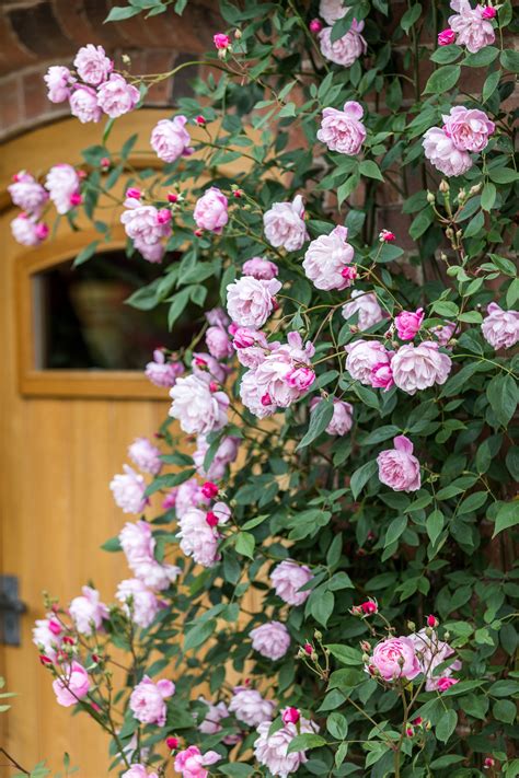 Mortimer Sackler Flower Farm Light Pink Flowers Pink Flowers