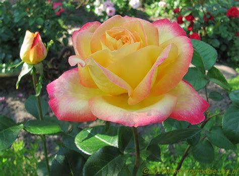 10/131,073 on 25 apr 2002 the new variety of rosa hybrida hybrid tea rose plant was created at yamhill, oreg. W moim ogrodzie - Pullman Orient Express® (Hybrid Tea)