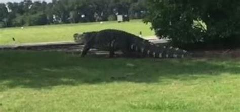 Giant Alligator Caught Roaming Florida Golf Course Shown In New Video