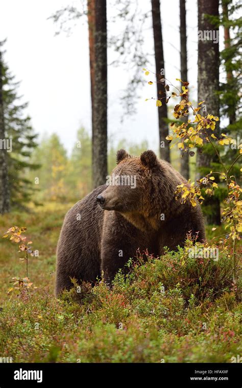 Brown Bear In Autumn Forest Stock Photo Alamy