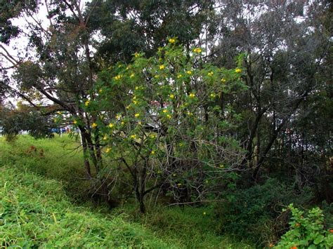 Yellow Bells Biocontrol Of Priority Environmental Weeds In Nsw