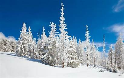 Snow Winter Nature Forest Wallpapers Snowy Phone