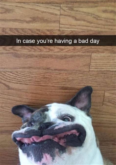 Смешные Собаки Мемы фото в формате Jpeg скачайте фото по ссылке