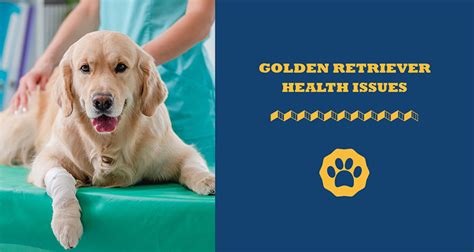 Most Common Golden Retriever Health Issues Totally Goldens