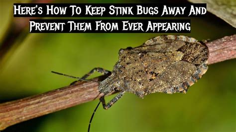 Heres How To Keep Stink Bugs Away And Prevent Them From Ever Appearing