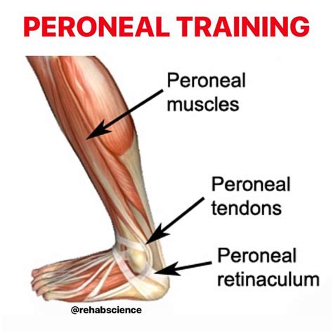 💥peroneal Training💥 The Peroneal Muscles Evert And
