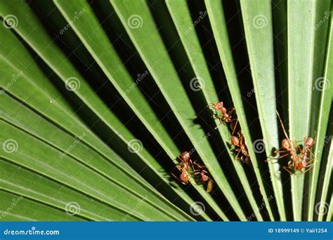 Ant And Palm Stock Image Image Of Group Animal Cooperation 18999149