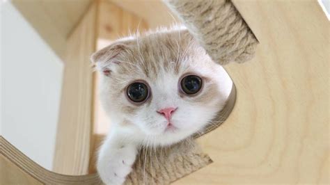 The Cutest Baby Munchkin Kitten Will Melt Your Heart Youtube