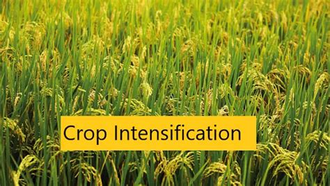 Crop Cutting Experiment Definition And Objectives Basic