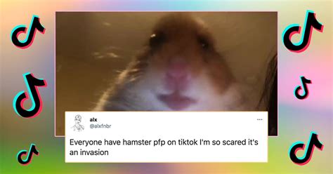 Tiktok Hamster Cult Explained Why Everyone Has Changed Profile Picture