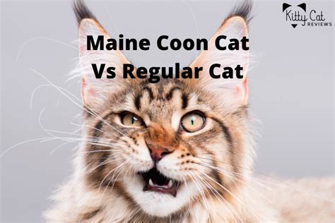 Maine Coon Vs Regular Cat Kitty Cat Reviews
