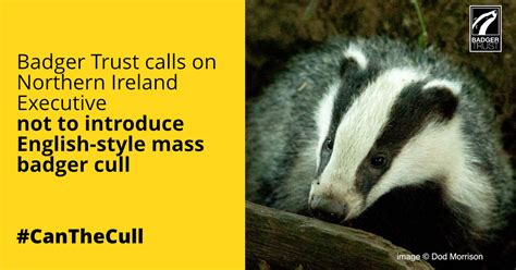 Badger Trust Calls On Northern Ireland Executive Not To Introduce