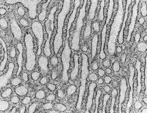 Endoplasmic Reticulum Tem Photograph By David M Phillips Pixels