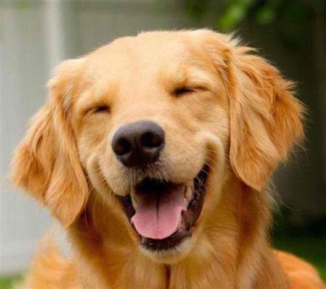 Gorgeous Smile Puppysmiles