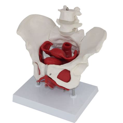 Buy Female Pelvis And Perineum Model With Removable Organs Female