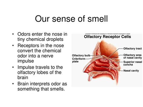 Ppt Our Sense Of Smell Powerpoint Presentation Free Download Id