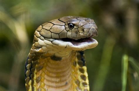 King Cobra Ophiophagus Hannah About Animals