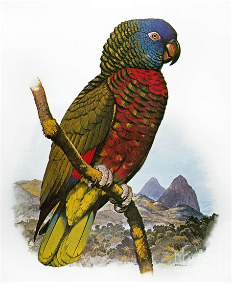 St Lucia Amazon Parrot Photograph By Granger