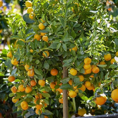 Citrus Calamondin Panama Orange Tree 9 Cm Pot Indoor Outdoor Etsy