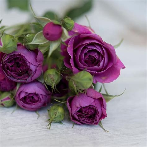 Gorgeous Deep Purple Spray Rose Called Purple Tambourine Dont You
