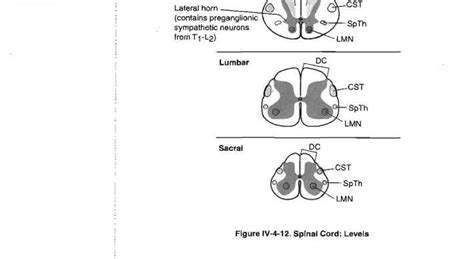 Anterolateral Spinothalamic Tract System Anatomy Global Healthcare