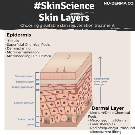 The Most Superficial Layer Of The Epidermis Is The