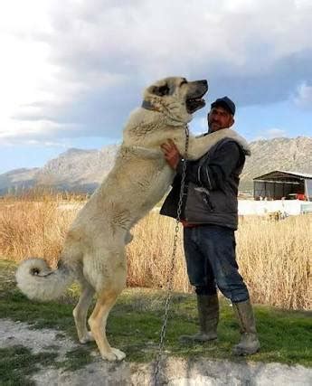 .щенкиалабая #щенкитуркменскоговолкодава #centralasianshepherd #centralasianshepherddog #bigdog #bigdogs #pappy #alabai #pappy #alabay. alabay #1218830 - uludağ sözlük galeri